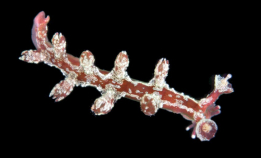 Nakensnegle fikk «julete» navn