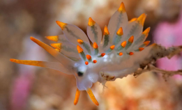 Fant 17 arter på ett dykk