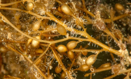 Kan dette hjelpe mot fyllesyke?