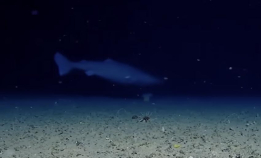 Filmet håkjerring i Antarktis