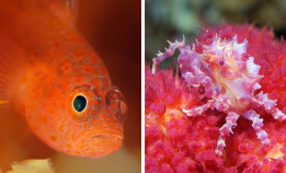 Fargerikt marint liv i Indonesia og Filippinene