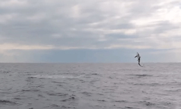 Se video: Hoppende revehai i Nordsjøen