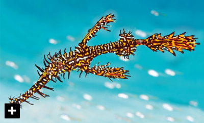 Noen av verdens rareste fisker