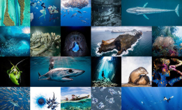 Vinnerbildene fra World Oceans Day