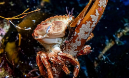 Flotte bilder fra Kristiansund