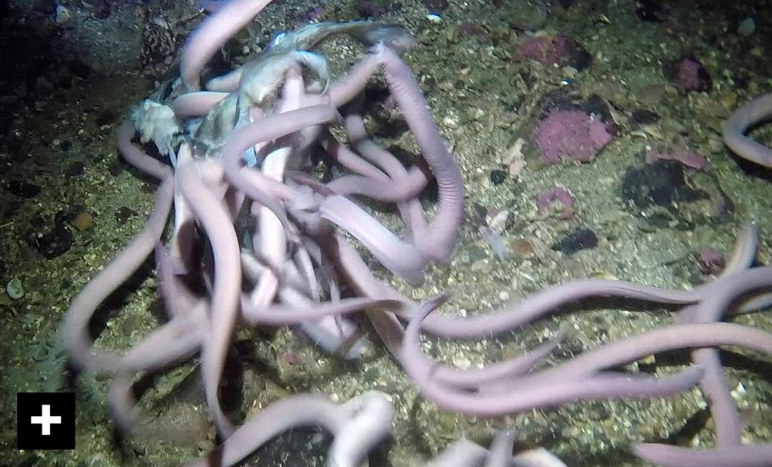 🎃 Er dette havets ekleste dyr?