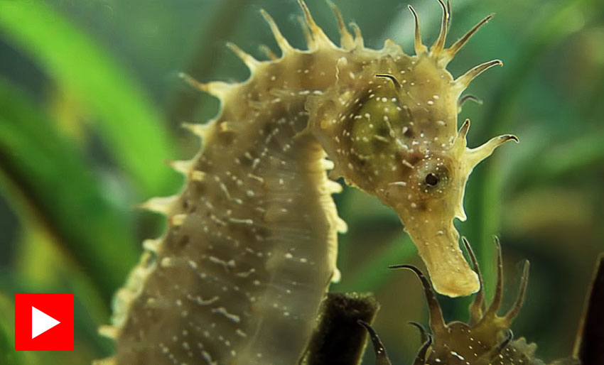 Se sjøhestenes parringsdans