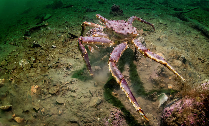 Naturen i endring: Arter på flyttefot