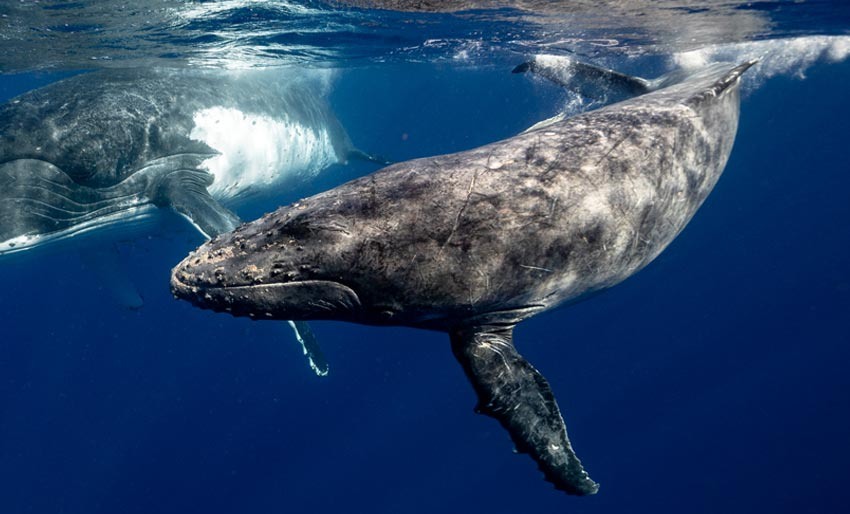 Hvalene må rope høyere