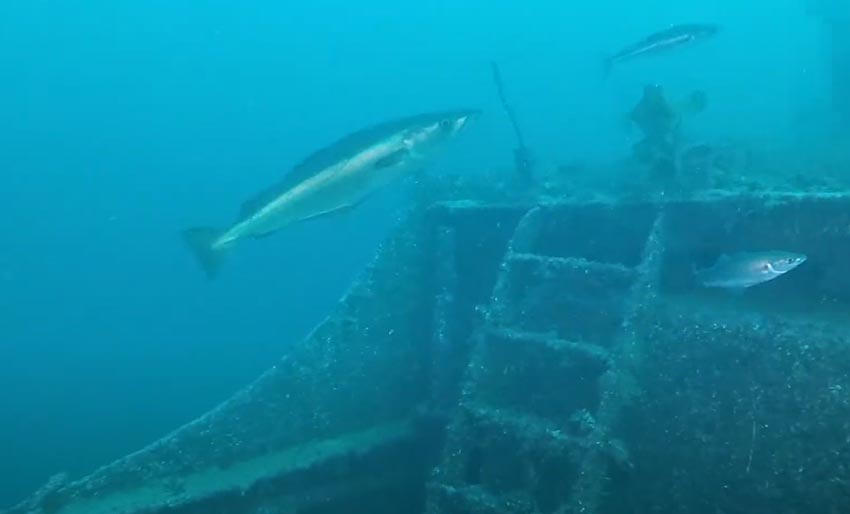 D/S Martha Hendrik Fisser i Narvik