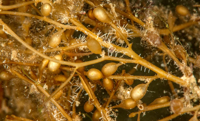 Kan dette hjelpe mot fyllesyke?