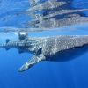Galapagos: Hvalhaiens rike