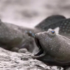Denne fisken kan gå på land