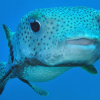 Morsomme fakta om kulefisk