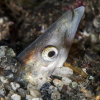 Tok grep for å berge en liten fisk