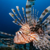 Dragefisken truer Middelhavet