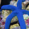 Er sjøstjerner hensynsfulle?
