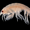 Amfipoder – havets insekter