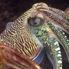 Reef Life of the Andaman