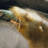 Samarbeider om å jakte på fisk