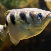 Skytterfisken spytter ned byttet