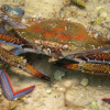 Vil forby fremmede krabber