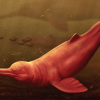 Tror denne delfinen flyttet fra havet