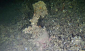 Cousteau tok ikke skipsklokken