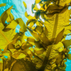 Vi feirer Seaweed Day