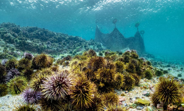 Kan vi ha både kråkeboller og tareskog?