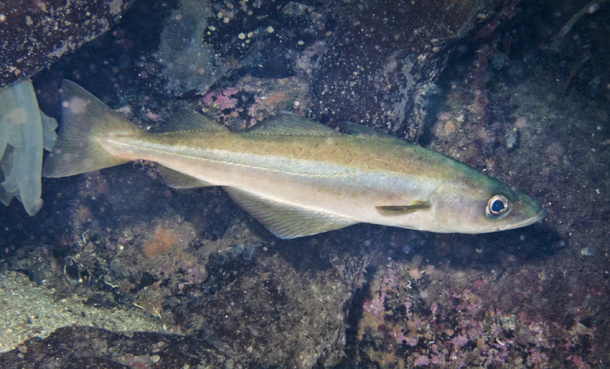 Lyren er en god matfisk