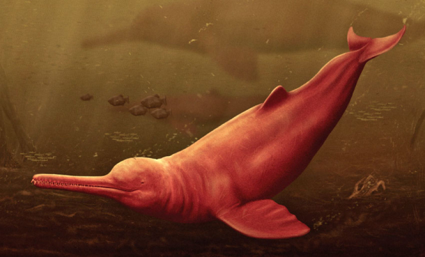 Tror denne delfinen flyttet fra havet