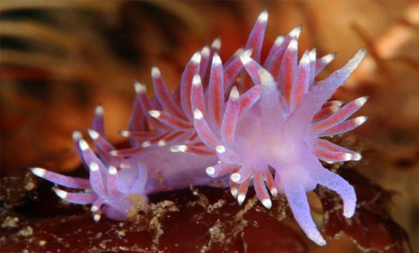 Våre fantastiske nakensnegler