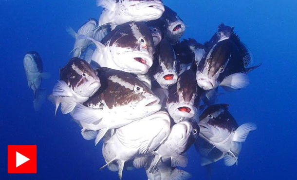 Slik høres det ut når de gyter