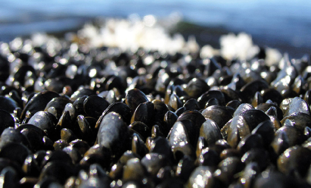 Kan man spise blåskjell om vinteren?