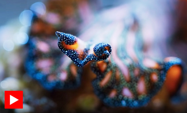 Flatorm fekter med penisene