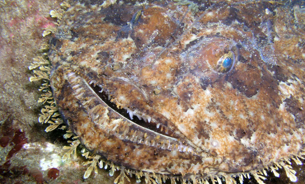 🎃 Den gaper med hele fjeset