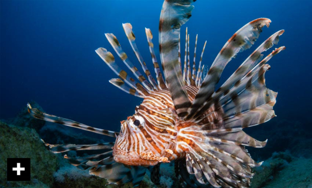 Dragefisken truer Middelhavet
