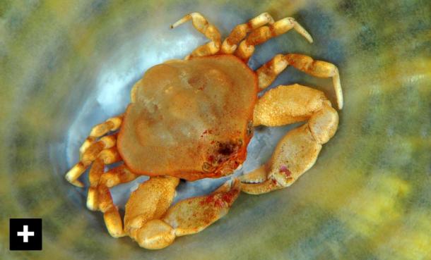 Krepsdyr – havets gladiatorer