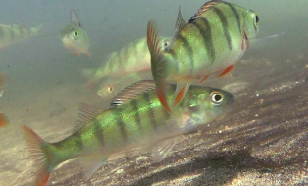 Fisk blir stresset og kan dø