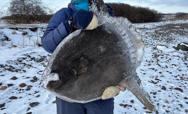 – Var dypfrossen og luktet tørrfisk