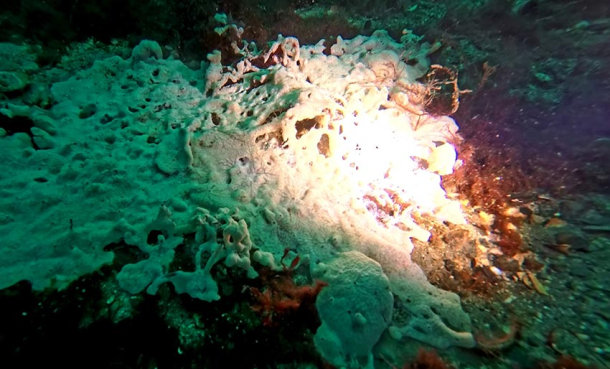 Nytt funn av havnespy