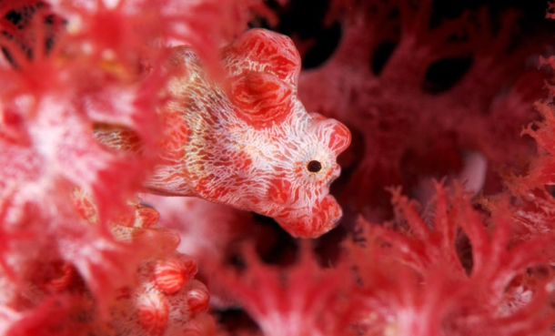 Pygmésjøhestene er bittesmå mirakler