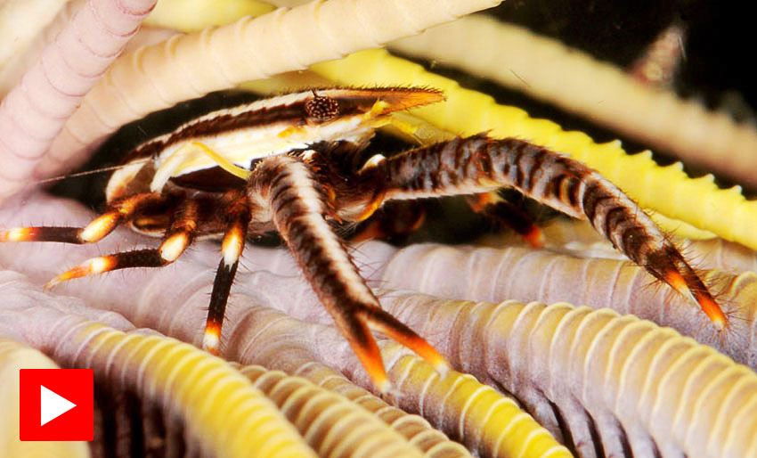 Møt småkrypene i Lembeh Strait