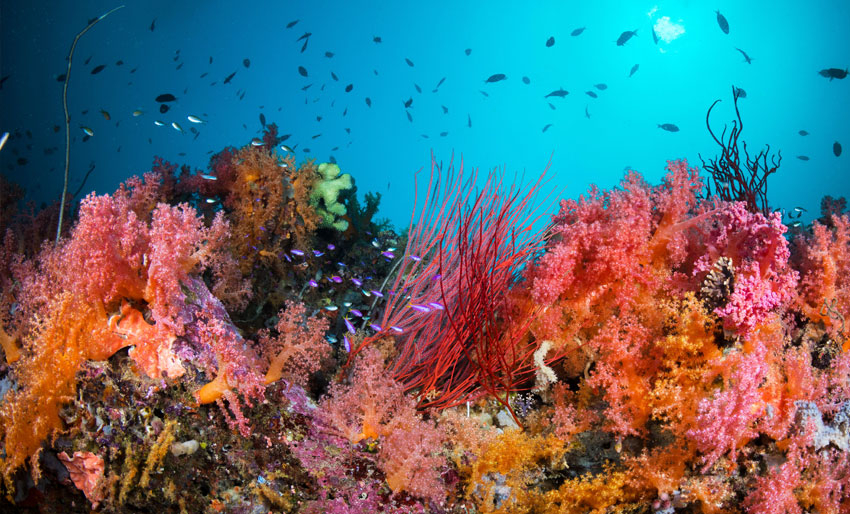 Herlig dykking på Salomonøyene