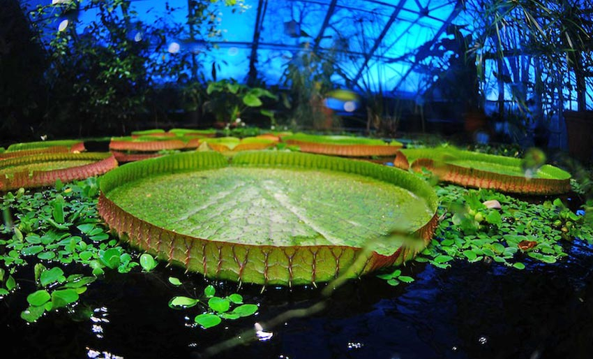 Tropisk nattbad i Botanisk hage