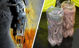 Hva kan slimålen lære oss?