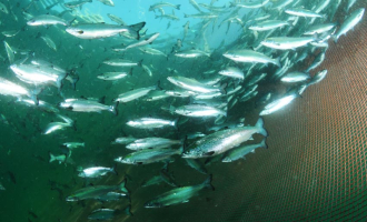 Miljøskadelige stoffer fra oppdrett