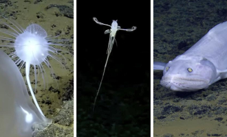 Utrolig hva som finnes i dypet