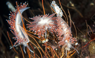 Derfor har de skiftet navn igjen